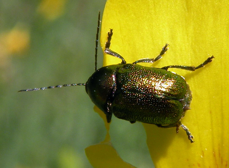 Due Chrysomelidae